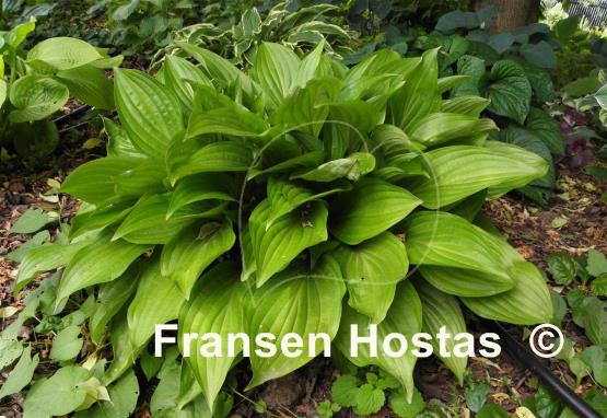 Hosta Beet Salad